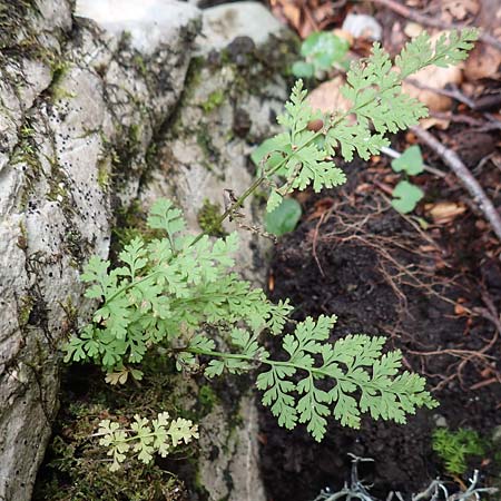 Cystopteris fragilis \ Zerbrechlicher Blasenfarn / Brittle Bladder Fern, Kroatien/Croatia Velebit 19.8.2016