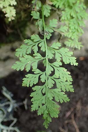 Cystopteris fragilis \ Zerbrechlicher Blasenfarn / Brittle Bladder Fern, Kroatien/Croatia Velebit 19.8.2016