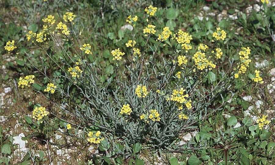 Aurinia sinuata \ Gewelltblttriges Steinkraut / Wavyleaf Alison, Kroatien/Croatia Hvar, Brusje 7.4.2006