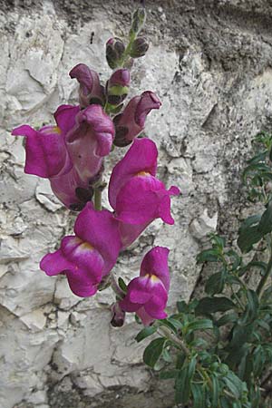 Antirrhinum majus \ Groes Lwenmaul / Snapdragon, Kroatien/Croatia Istrien/Istria, Poreč 29.5.2006