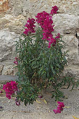 Antirrhinum majus \ Groes Lwenmaul / Snapdragon, Kroatien/Croatia Istrien/Istria, Poreč 29.5.2006