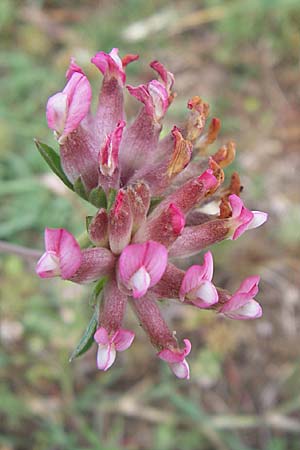 Anthyllis vulneraria subsp. praepropera \ Roter Wundklee / Red Kidney Vetch, Kroatien/Croatia Istrien/Istria, Premantura 5.6.2008