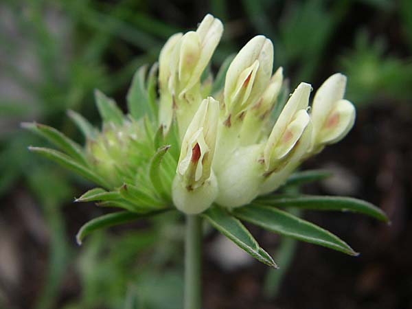 Anthyllis vulneraria subsp. polyphylla \ Steppen-Wundklee, Ungarischer Wundklee / Many-Leaved Kidney Vetch, Kroatien/Croatia Učka 6.6.2008