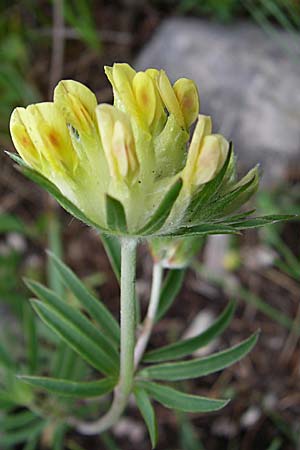 Anthyllis vulneraria subsp. polyphylla \ Steppen-Wundklee, Ungarischer Wundklee / Many-Leaved Kidney Vetch, Kroatien/Croatia Učka 6.6.2008