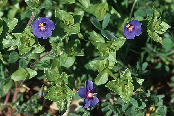 Lysimachia monelli \ Leinbl&auml;ttriger Gauchheil / Flaxleaf Pimpernel, Kroatien/Croatia &Scaron;ibenik 8.4.2006