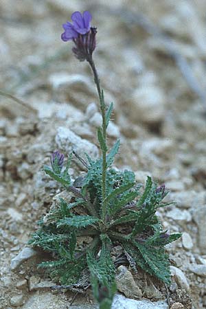 Anchusella cretica \ Kretischer Krummhals / Cretan Bugloss, Kroatien/Croatia Pelje&scaron;ac, Mokalo 4.4.2006