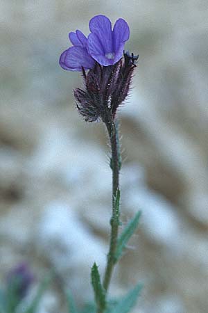 Anchusella cretica \ Kretischer Krummhals / Cretan Bugloss, Kroatien/Croatia Pelje&scaron;ac, Mokalo 4.4.2006