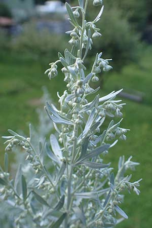 Artemisia absinthium \ Wermut / Wormwood, Kroatien/Croatia Učka 12.8.2016