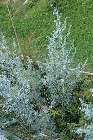 Artemisia absinthium \ Wermut / Wormwood, Kroatien/Croatia Učka 12.8.2016