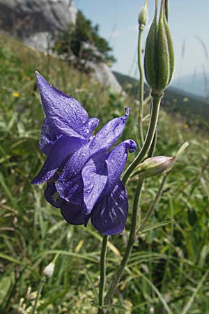 Aquilegia vulgaris \ Gemeine Akelei / Columbine, Kroatien/Croatia Gola Plješevica 18.7.2007