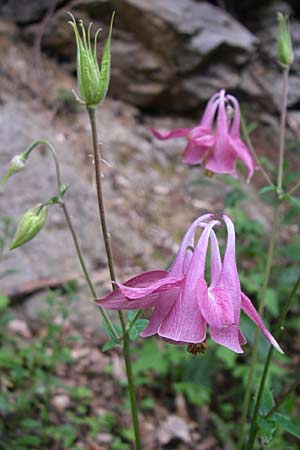 Aquilegia vulgaris \ Gemeine Akelei / Columbine, Kroatien/Croatia Velebit 3.6.2008