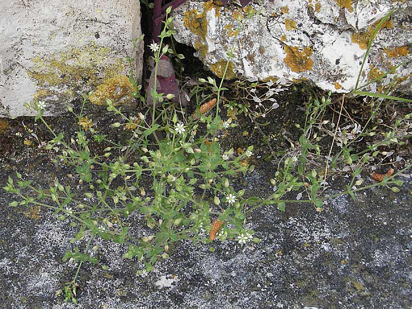 Arenaria serpyllifolia \ Quendelblttriges Sandkraut / Thyme-Leaved Sandwort, Kroatien/Croatia Istrien/Istria, Poreč 26.5.2006