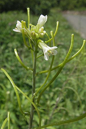 Arabis turrita \ Turm-Gnsekresse / Tower Cress, Kroatien/Croatia Velebit 31.5.2006