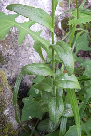 Arabis turrita \ Turm-Gnsekresse / Tower Cress, Kroatien/Croatia Plitvička 1.6.2008