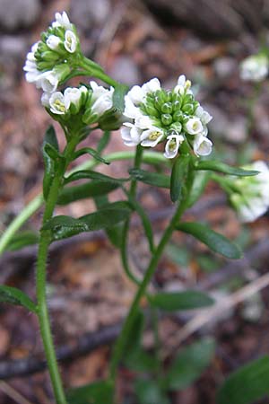 Arabis ciliata \ Doldige Gnsekresse / Rock-Cress, Kroatien/Croatia Velebit Zavizan 4.6.2008