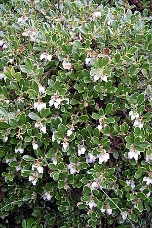 Arctostaphylos uva-ursi \ Immergrne Brentraube / Bearberry, Kroatien/Croatia Velebit Zavizan 4.6.2008