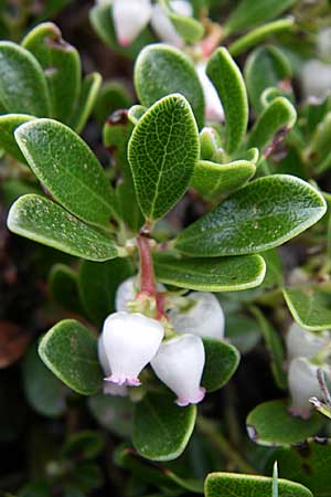 Arctostaphylos uva-ursi \ Immergrne Brentraube / Bearberry, Kroatien/Croatia Velebit Zavizan 4.6.2008