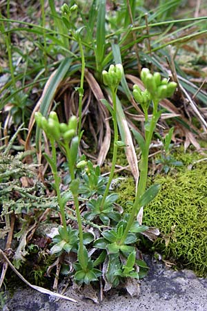 Arabis scopoliana \ Krainer G�nsekresse / Scopoli's Rock-Cress, Kroatien/Croatia Velebit Zavizan 4.6.2008