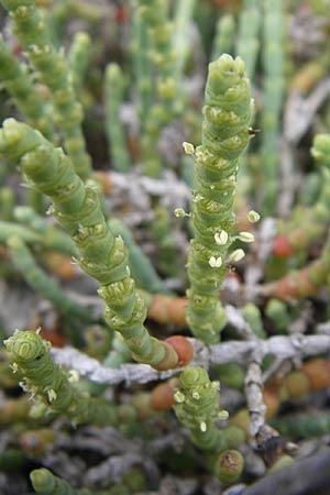 Salicornia europaea \ Europischer Queller / Common Glasswort, Kroatien/Croatia Istrien/Istria, Premantura 5.6.2008