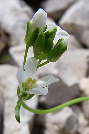 Arabis scopoliana \ Krainer G�nsekresse / Scopoli's Rock-Cress, Kroatien/Croatia Velebit Zavizan 4.6.2008