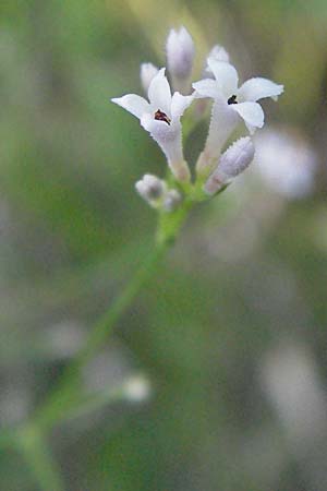 Asperula cynanchica \ Hgel-Meier / Squinancy Wort, Kroatien/Croatia Istrien/Istria, Gračišće 15.7.2007