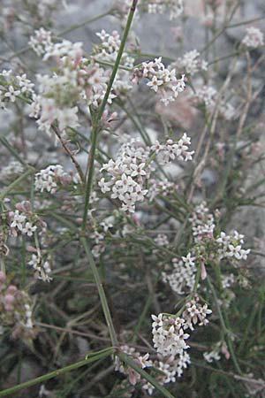Asperula cynanchica \ Hgel-Meier / Squinancy Wort, Kroatien/Croatia Senj 16.7.2007
