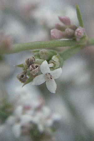 Asperula cynanchica \ Hgel-Meier / Squinancy Wort, Kroatien/Croatia Senj 16.7.2007