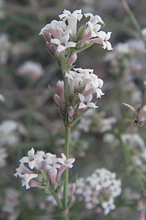 Asperula cynanchica \ Hgel-Meier / Squinancy Wort, Kroatien/Croatia Senj 16.7.2007