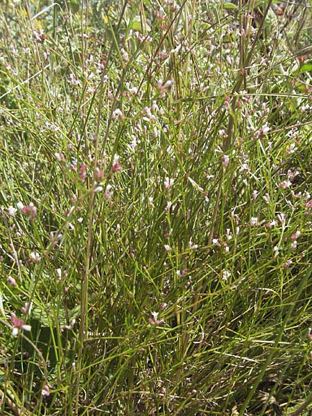 Asperula cynanchica ? \ H�gel-Meier / Squinancy Wort, Kroatien/Croatia Istrien/Istria, Labin 15.7.2007