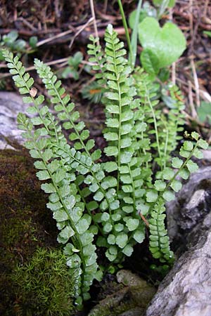 Asplenium viride \ Grnstieliger Streifenfarn / Green Spleenwort, Kroatien/Croatia Velebit Zavizan 4.6.2008