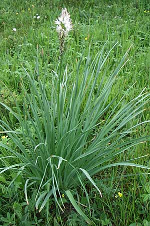 Asphodelus albus \ Wei&szlig;er Affodill / White Asphodel, Kroatien/Croatia Učka 6.6.2008