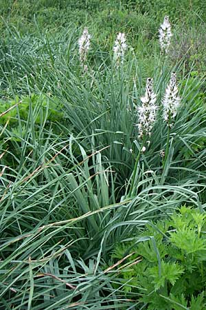 Asphodelus albus \ Wei&szlig;er Affodill / White Asphodel, Kroatien/Croatia Učka 6.6.2008
