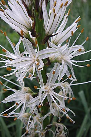 Asphodelus albus \ Wei&szlig;er Affodill / White Asphodel, Kroatien/Croatia Učka 6.6.2008