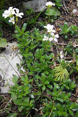 Arabis scopoliana \ Krainer G�nsekresse / Scopoli's Rock-Cress, Kroatien/Croatia Velebit Zavizan 30.6.2010