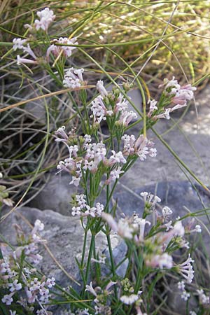 Asperula cynanchica \ Hgel-Meier / Squinancy Wort, Kroatien/Croatia Učka 17.7.2010