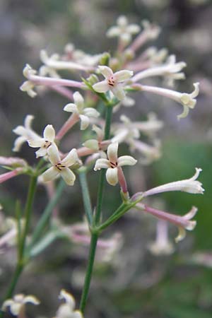 Asperula aristata subsp. scabra \ Rauer Grannen-Meister / Rough Aristate Woodruff, Kroatien/Croatia Velebit 18.8.2016