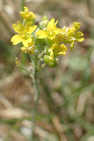 Aurinia sinuata \ Gewelltblttriges Steinkraut / Wavyleaf Alison, Kroatien/Croatia Sveti Juray 18.8.2016