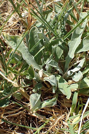 Aurinia sinuata \ Gewelltblttriges Steinkraut / Wavyleaf Alison, Kroatien/Croatia Sveti Juray 18.8.2016
