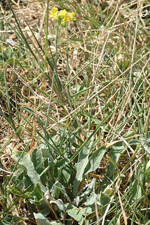 Aurinia sinuata \ Gewelltblttriges Steinkraut / Wavyleaf Alison, Kroatien/Croatia Sveti Juray 18.8.2016