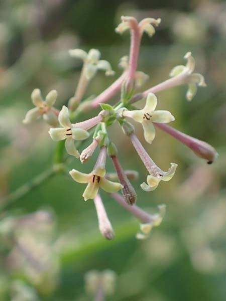 Asperula aristata subsp. scabra \ Rauer Grannen-Meister / Rough Aristate Woodruff, Kroatien/Croatia Velebit 18.8.2016