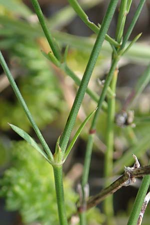 Asperula aristata subsp. scabra \ Rauer Grannen-Meister / Rough Aristate Woodruff, Kroatien/Croatia Velebit 18.8.2016