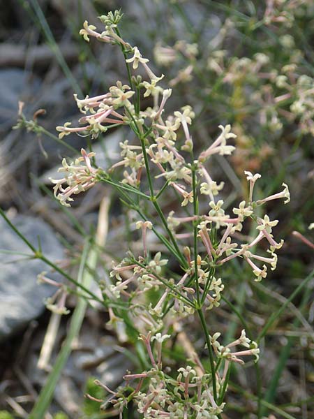 Asperula aristata subsp. scabra \ Rauer Grannen-Meister / Rough Aristate Woodruff, Kroatien/Croatia Velebit 18.8.2016