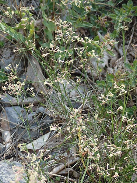Asperula aristata subsp. scabra \ Rauer Grannen-Meister / Rough Aristate Woodruff, Kroatien/Croatia Velebit 18.8.2016