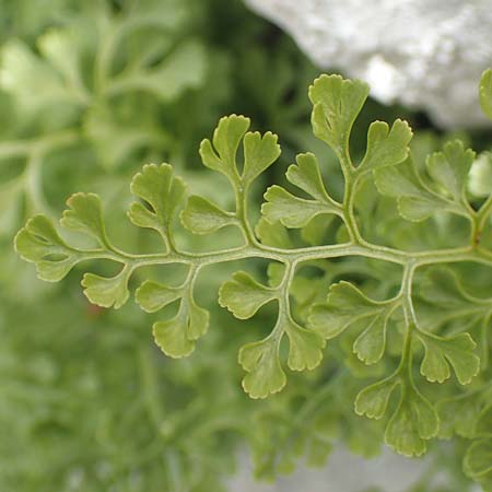 Asplenium lepidum \ Zarter Streifenfarn / Elegant Spleenwort, Kroatien/Croatia Velebit 19.8.2016