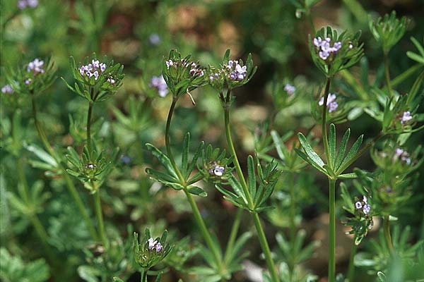Asperula arvensis \ Acker-Meister / Blue Woodruff, Kroatien/Croatia Korčula, Prizba 5.4.2006