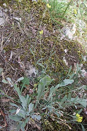 Aurinia sinuata \ Gewelltblttriges Steinkraut / Wavyleaf Alison, Kroatien/Croatia Krka 3.6.2008