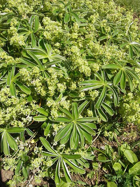 Alchemilla velebitica \ Velebit-Frauenmantel / Velebit Lady's Mantle, Kroatien/Croatia Velebit Zavizan 30.6.2010