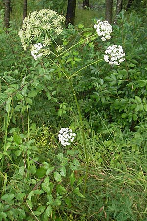 Laserpitium siler ? \ Berg-Laserkraut, Echter Bergkmmel / Narrow-Leaved Sermountain, Kroatien/Croatia Učka, Veprinac 18.7.2010