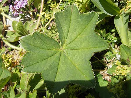 Alchemilla vulgaris s.str. ? \ Gew&ouml;hnlicher Frauenmantel, Spitzlappiger Frauenmantel / Lady's Mantle, Kroatien/Croatia Velebit Zavizan 30.6.2010
