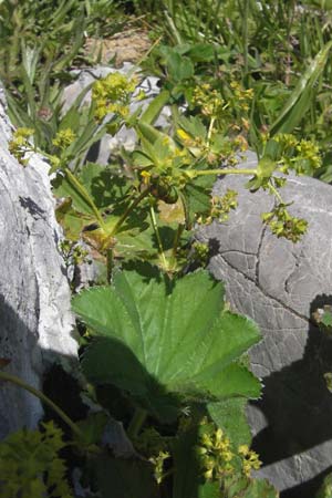 Alchemilla vulgaris s.str. ? \ Gew&ouml;hnlicher Frauenmantel, Spitzlappiger Frauenmantel / Lady's Mantle, Kroatien/Croatia Velebit Zavizan 30.6.2010